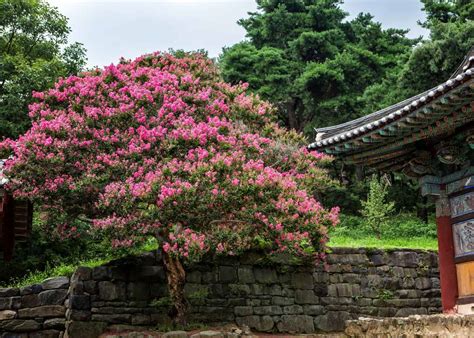 How Tall Do Crepe Myrtle Trees Get