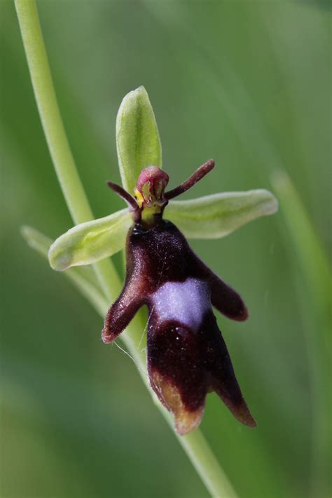 Fly Orchid Ophrys Insectifera Bj Rn S Flickr