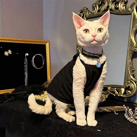 Dark Black Tank Tops Dresses for Cats · YESWARMG