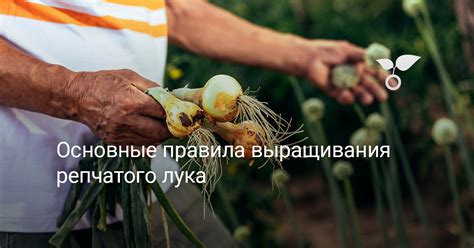 Основные правила выращивания репчатого лука — Ботаничка