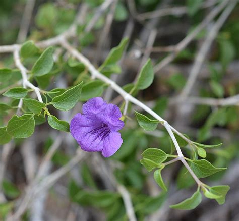 Ruellia Penisularis Baja Ruellia Green Things Nursery Green Things