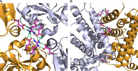 a-b Bifurcated salt bridges acting as molecular clips at proteinprotein ...