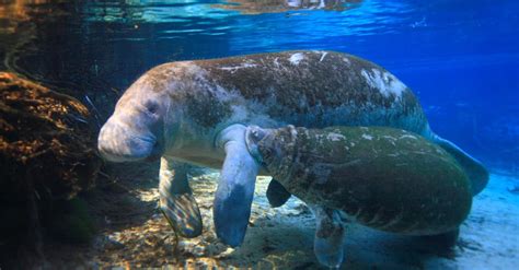 What Do Manatees Eat? Let's Find Out! - AZ Animals