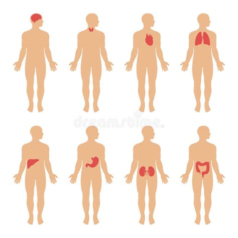 Diagramma Che Mostra L Illustrazione Dei Sistemi Del Corpo Umano