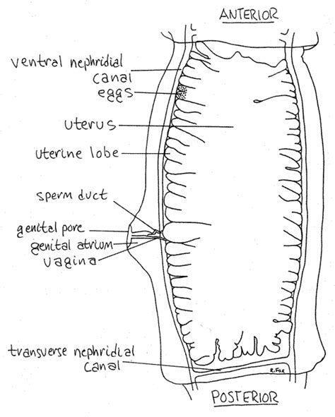 Taenia Solium Diagram Clearance Outlet Micoope Gt