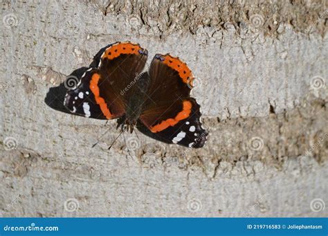 Vanessa Atalanta El Almirante Rojo O La Admirable Mariposa Roja