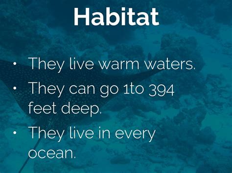 Manta Ray by jvukmarkaj