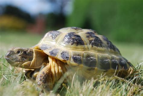 Horsefield Tortoise Tortoise Horsefield Tortoise Tortoises