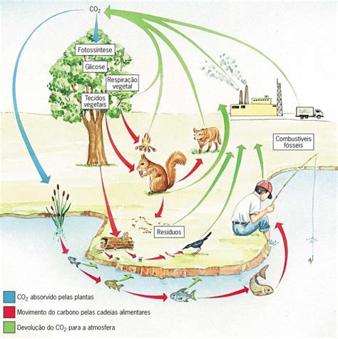 Ciclos Biogeoqu Micos Defini O Classifica O E Principais Tipos