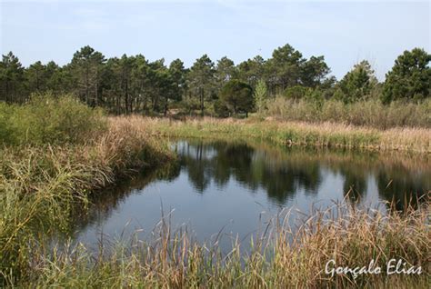 Lagoa De Aldeia Nova Aves De Portugal