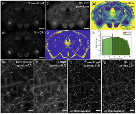 SI HDR whole mouse brain slice imaging Raw data of a 20 μm thick mouse