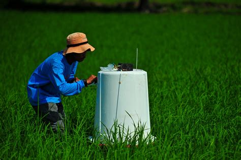Incentivising low emissions rice production through satellite