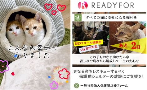 【活動報告】保護猫シェルター建設に伴うご支援のお願い（ラスト2日） 保護猫応援ファームのサポーター募集中！保護猫活動の継続支援を！（一般社団