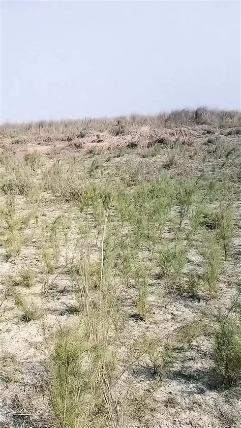 Free Desi Village Sex Porn Videos Xhamster