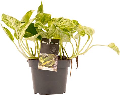 Scindapsus Marble Queen kopen? (⌀ 12 cm, ↕ 25 cm) ⁕ jngl