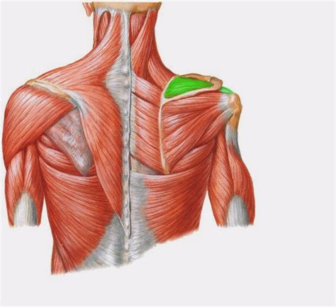 Триггерные Точки Клэр Дэвис - cqhill
