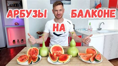 Как вырастить арбуз на балконе! Подробная инструкция. - YouTube