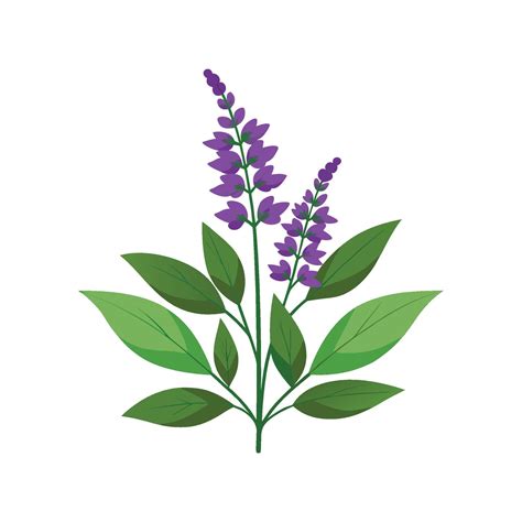 Beautiful Salvia Plant Artwork 57396267 Vector Art at Vecteezy