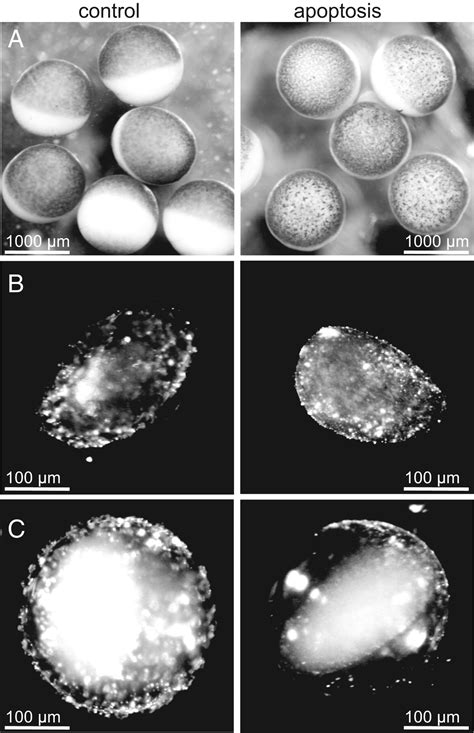 Xenopus Laevis Oocytes