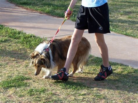 Walking The Dog Free Photo Download Freeimages