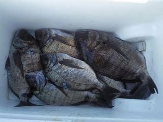 chopa informacion fon fishing