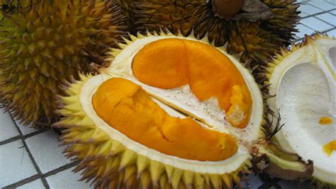 Durian Hutan Kalimantan Ada Yang Mirip Durian Tapi Bukan Durian