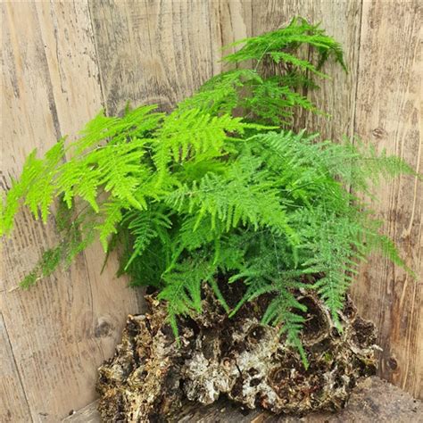 Asparagus Setaceus Plumosus Farmyard Nurseries