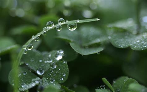 Macro Photography Of Leaves With Waterdrops Plants Macro Water Drops