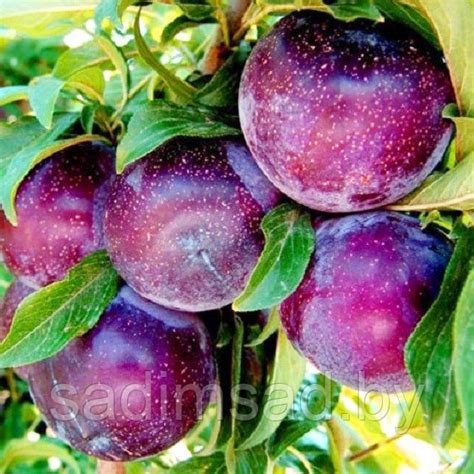 Слива Анжелина: продажа, цена в Минске. Семена, саженцы и рассада ...