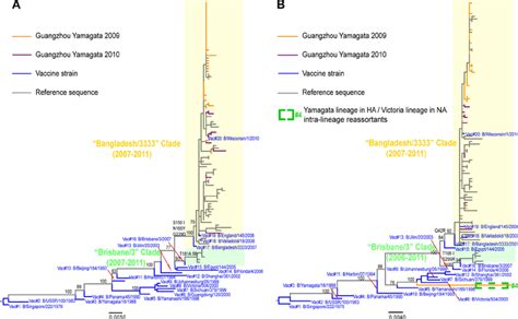 Phylogenetic Trees Of The HA And NA Genes Of The Yamagata Lineage Of