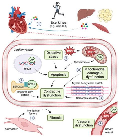 Cells Free Full Text Cellular Mechanisms Mediating Exercise Induced