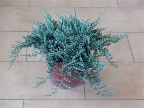 Juniperus Horizontalis Blue Chip C Platforma B B Wa Y Scy