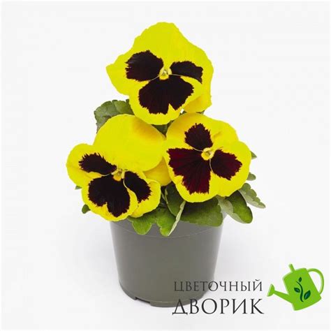 Купить Семена Виола Inspire DeluXXe Yellow Blotch 10гр. - семена ...