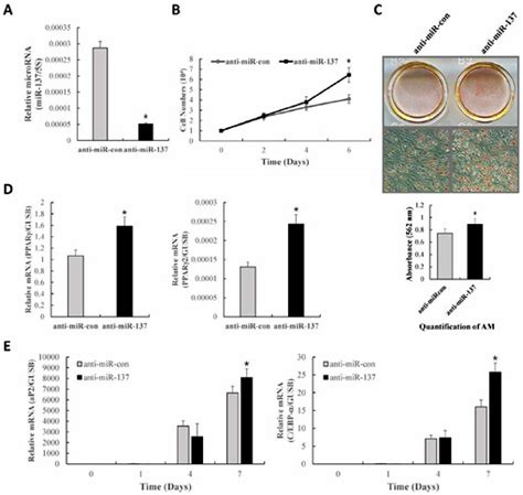 Inhibition Of Mir Increases Adipogenic Differentiation And