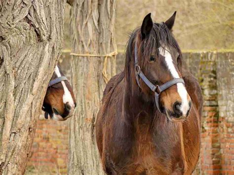 Shire Horse vs Clydesdale Horse Breeds - Smarter Horse