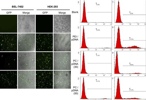 Optimal N P Ratio Of Pc Pdna Complexes For Transfection A Gfp