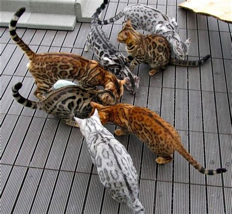 Bengal Cat Colors and Patterns | Bengal cat, Silver bengal cat, Cat colors