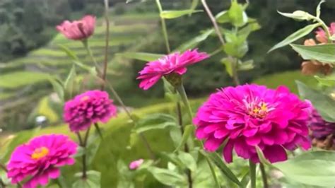 Zinnia, Flower, Garden. Free Stock Video - Pixabay