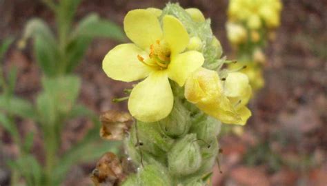 how to make mullein tincture