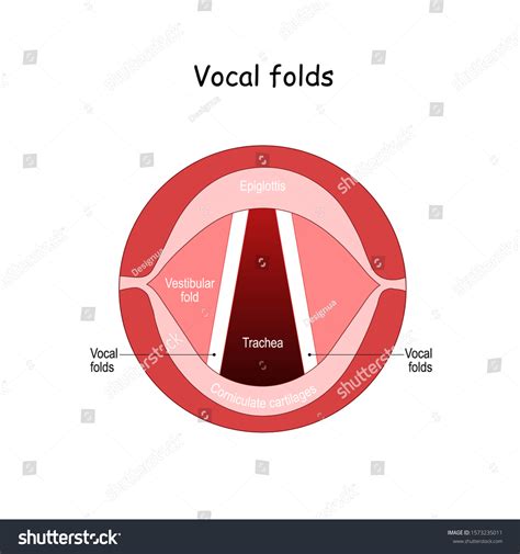 Vocal Folds Human Voice Vocal Cords Stock Vector (Royalty Free