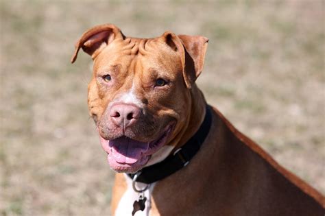 Red Nose Pitbull The Facts About This American Terrier Animal Corner