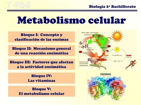 Metebolismo Celular Metabolismo Celular Metabolismo Libros Gratuitos