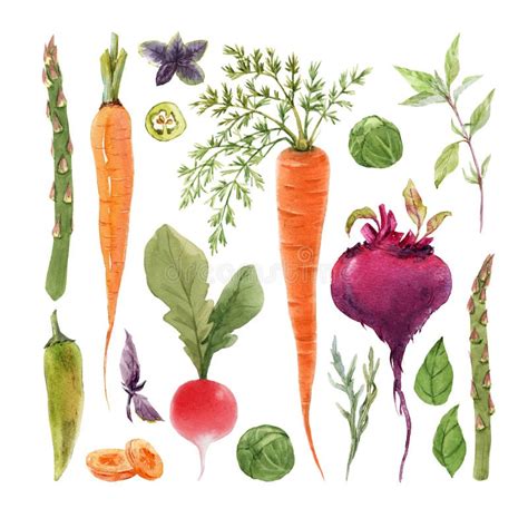 Beautiful Set With Watercolor Hand Drawn Different Vegetable Paintings