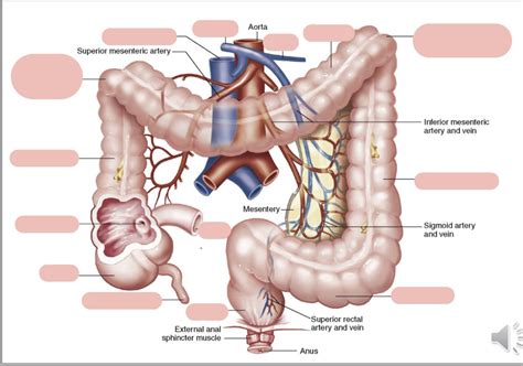 Digestive Large Intestine Diagram Diagram Quizlet