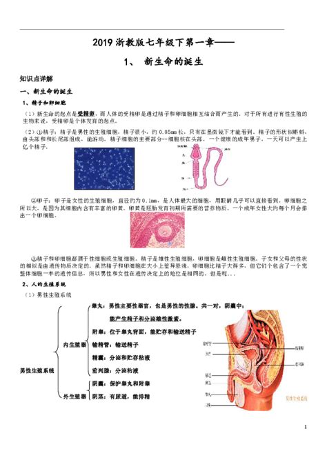 第1节 新生命的诞生 知识要点 21世纪教育网