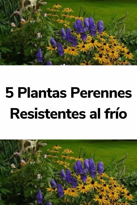 Plantas Perennes Resistentes Al Fr O La Jardinoteca Jardines