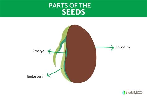 What Are Seeds Types Of Seeds Functions And Parts