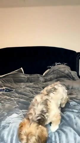 Ass Clapping Whopper