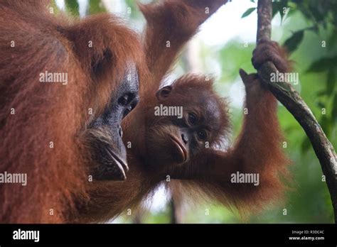 Sumatra Rainforest Hi Res Stock Photography And Images Alamy