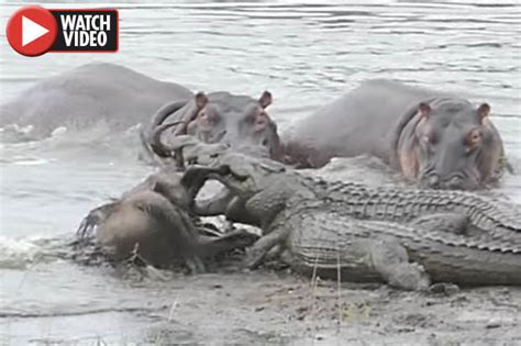 Animal Fight Hippos Take On Two Huge Crocodiles With Shocking Ending